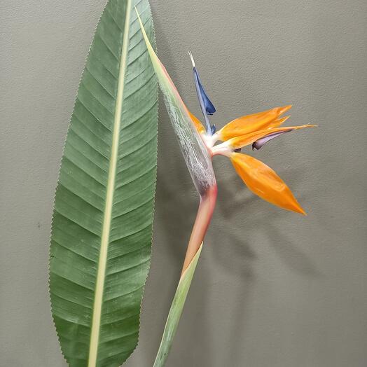 Стрелиция или Райская птица