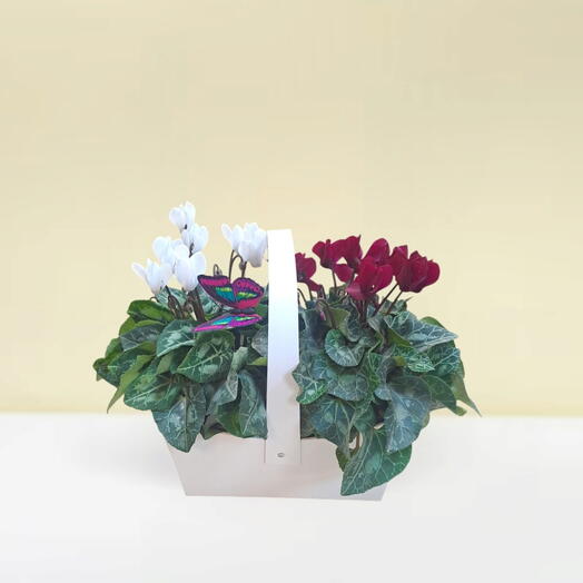 Cyclamen duet with a butterfly