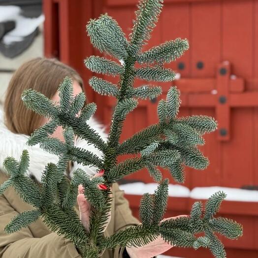 1 Лапа Нобилиса "М"