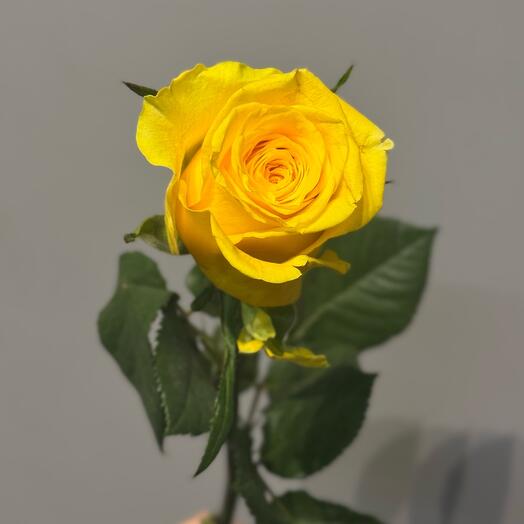 Роза жёлтая Пенни Лейн 60