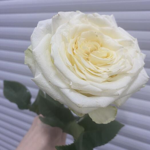 ‼️‼️‼️Aкция ‼️‼️‼️Супер цена‼️‼️Роза пион белая «Канделайт»