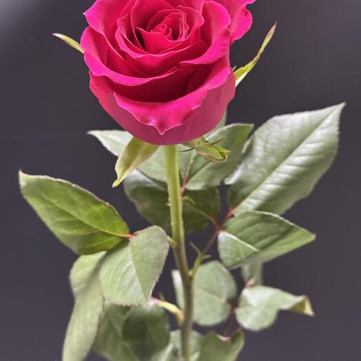 Фиолетовая Роза 70 см