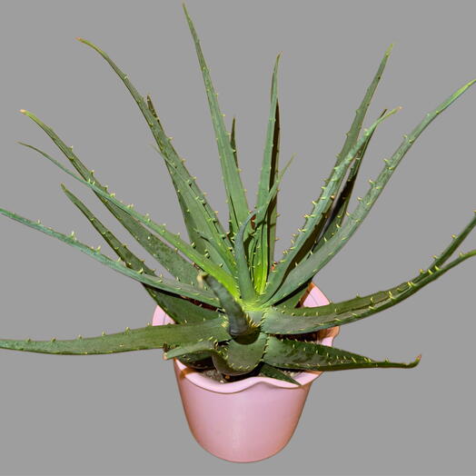 Aloe vera