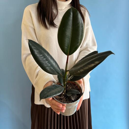 Фикус Elastica Robusta