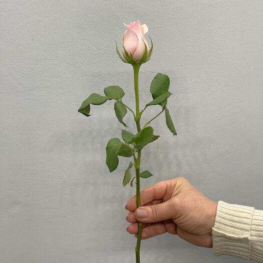 Роза нежно розовая
