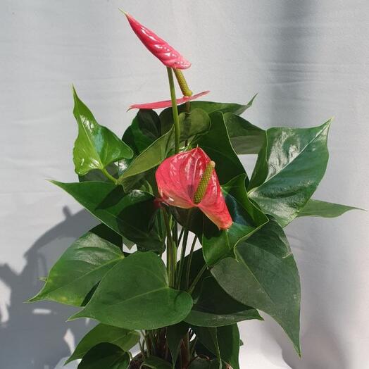 Комнатное растение "Антуриум"