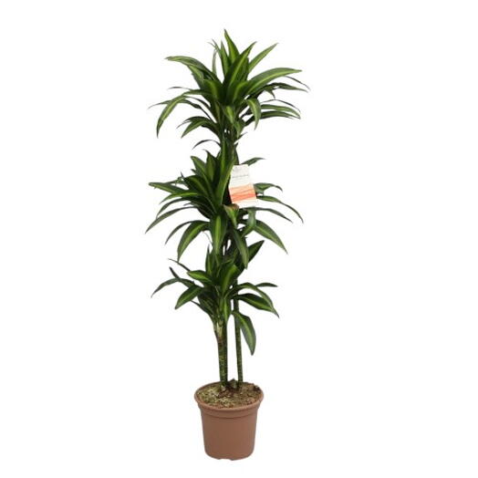Dracena Fragans Lemon