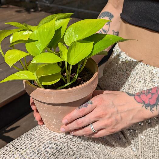 Эпипремнум в керамическом кашпо