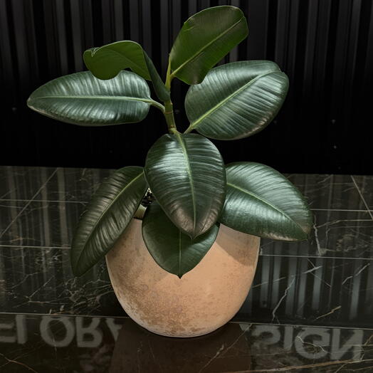 Фикус эластика в горшке, пересажен