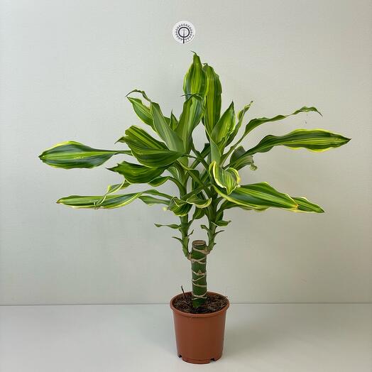 Комнатное растение Драцена