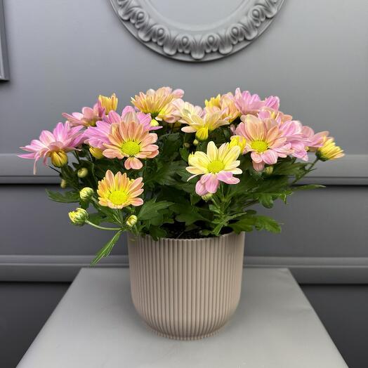 Хризантема в кашпо D 14 Высота 35см