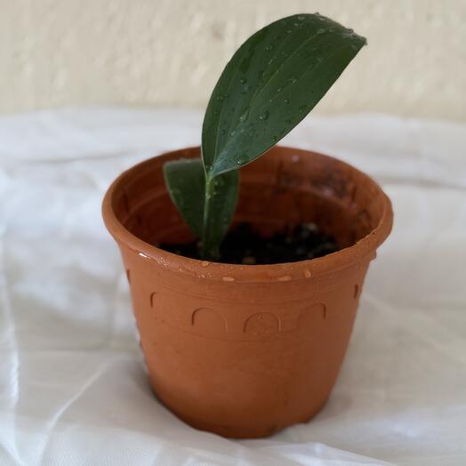 Эухарис  малыш