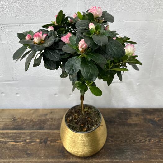 Азалия на стволе нежно/розовый Кант