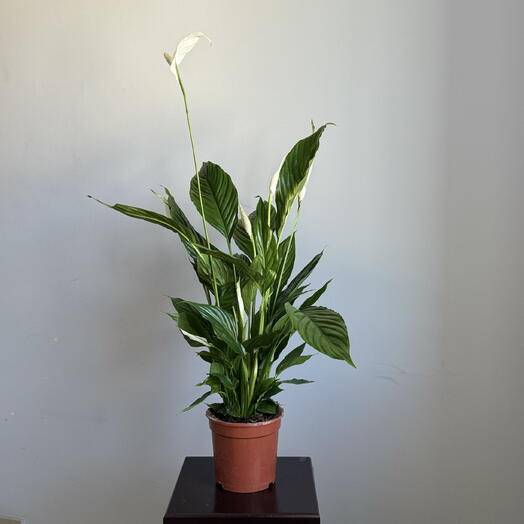 Спатифиллум D17