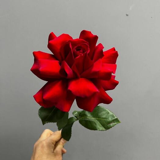 Красные французские розы️️ 🌹