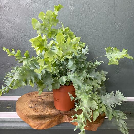 Папоротник Флебодиум Давана