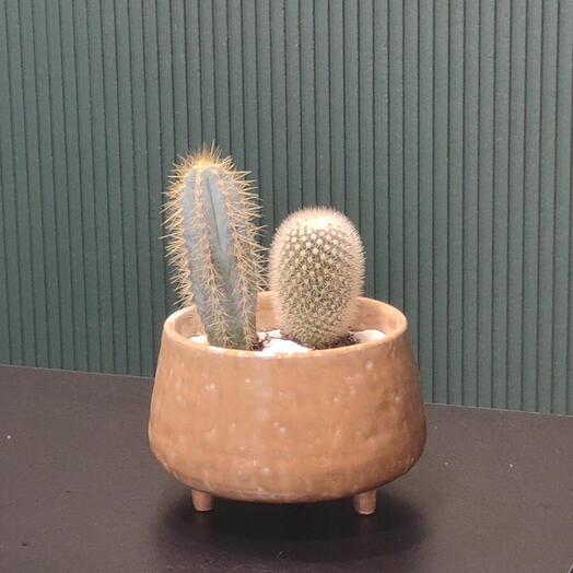 Цветы пустыни версия2