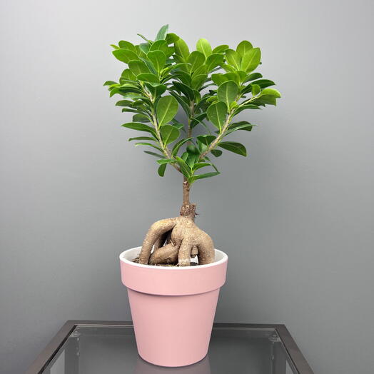 Фикус микрокарпа гинсенг бонсай  в нежном пудровом горшке, высота 35см