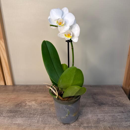 Мини Фаленопсис белый, д-9 Орхидея