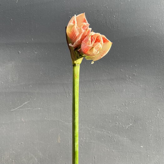 Амариллис светлый