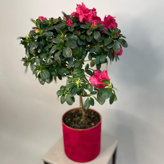 Азалия штабовая в бархатной коробке для мамы