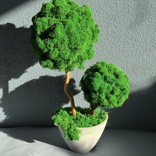 Дерево стабилизированое 🌳