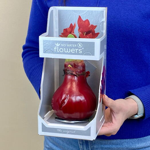 Луковица амариллиса в красном воске ♥️