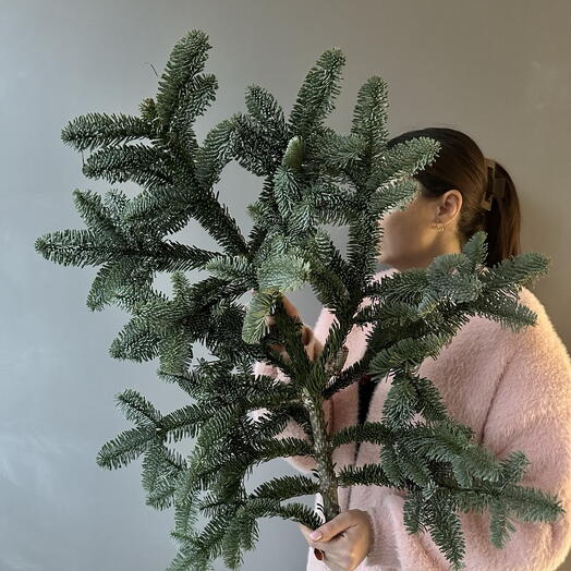 Ветка Нобилиса