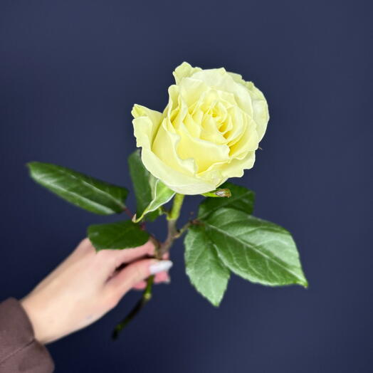 Rosa