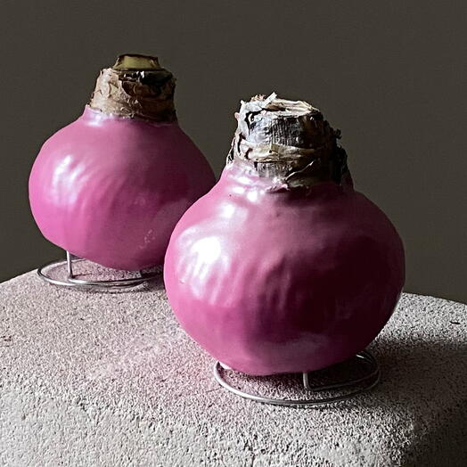 Амариллис в воске - розовая жемчужина