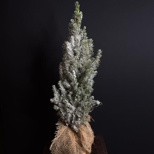 Пицея в холщовом мешке