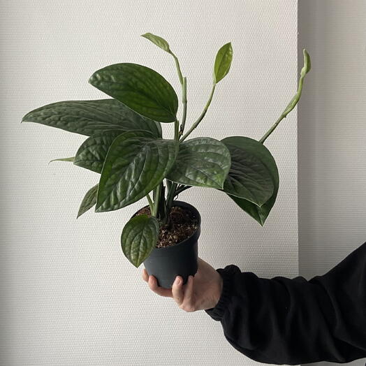 Монстера Перу