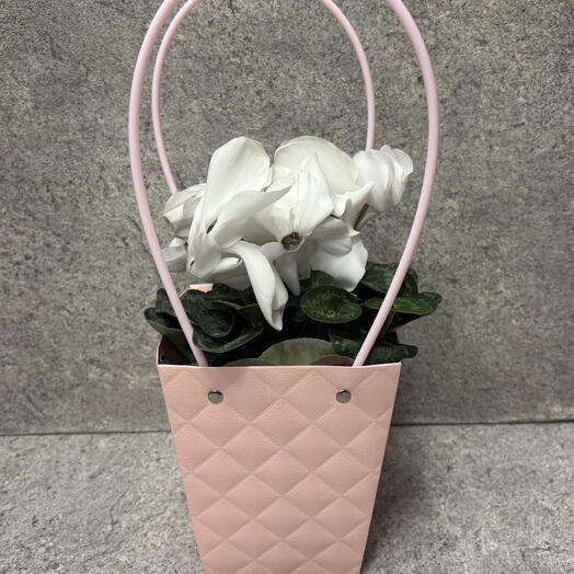 Цикламен в сумочке
