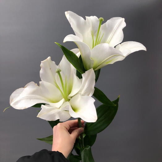 Лилия Белая 70см
