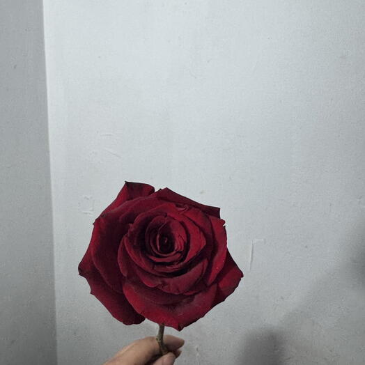 Красная Роза