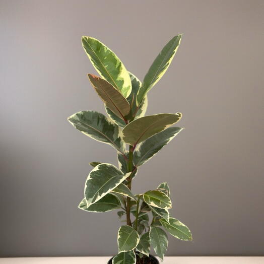 Фикус (FICUS EL MIX)💙