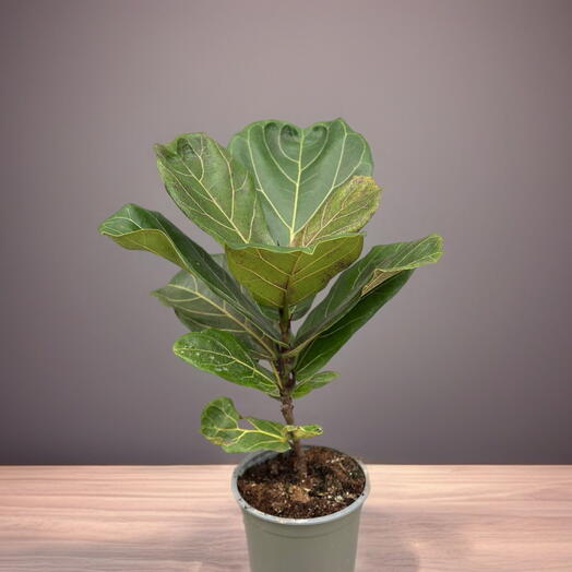 Фикус (FICUS LIRATA)