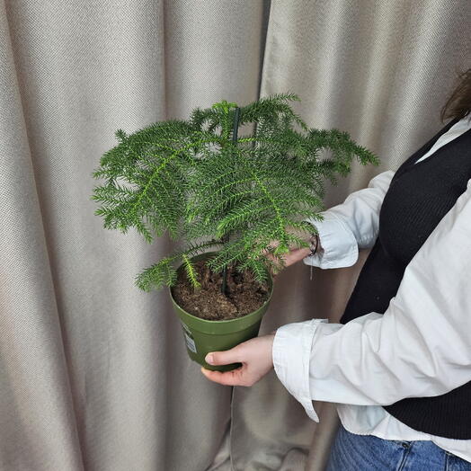 Араукария (Araucaria)
