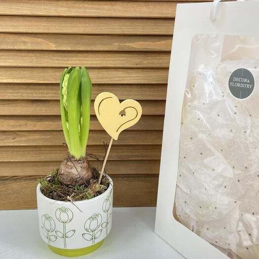 Гиацинт в вазе с ветками форзиции