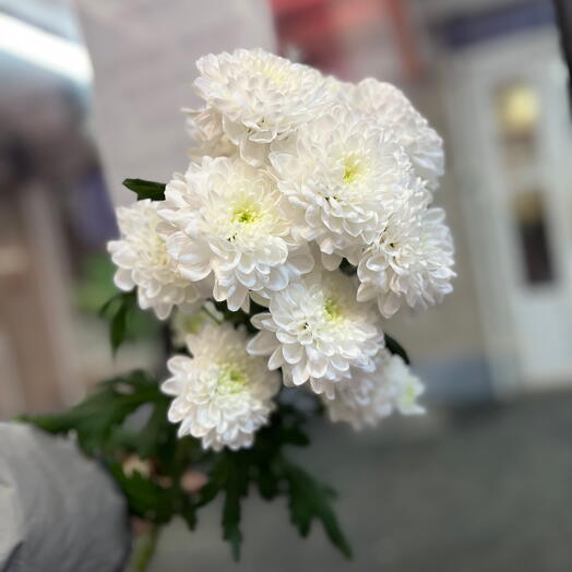 Хризантема кустовая