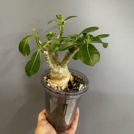 Адениум Taiwan peony Romantis star