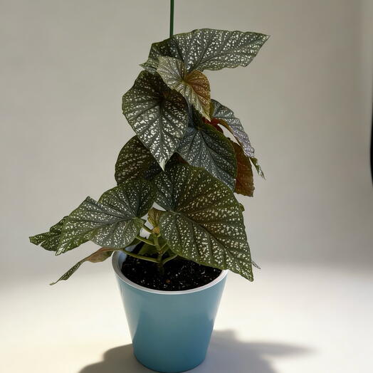 Бегония Макулата (Begonia maculata) в пластиковом кашпо