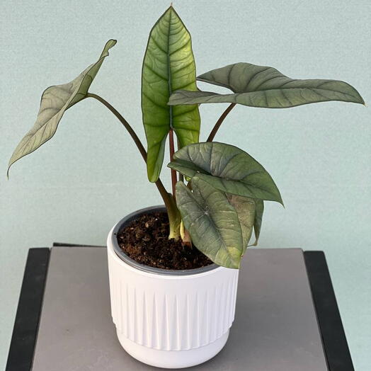 АЛОКАЗИЯ (ALOCASIA) SILVER DRAGON