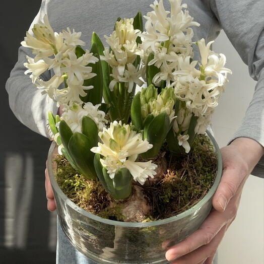 Первоцветы в стеклянной вазе