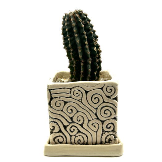 Кактус, Эхинопсис (Echinopsis) в керамическом горшке