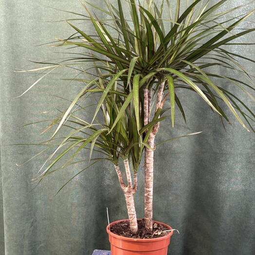 Драцена древовидная