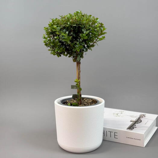 Мирсина (Африканский Мирт) - Дерево Счастья и Мира в кашпо