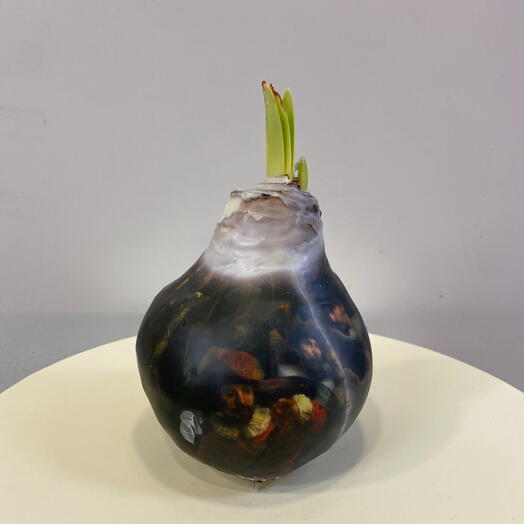 Луковица Аммарилиса 4