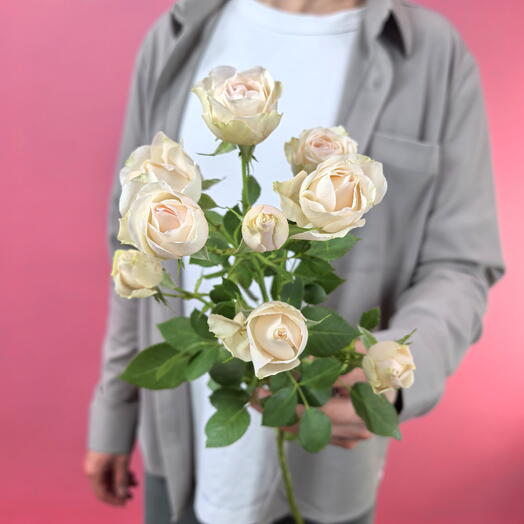 Цветы поштучно. Кустовая роза розовая Кения 1 штука