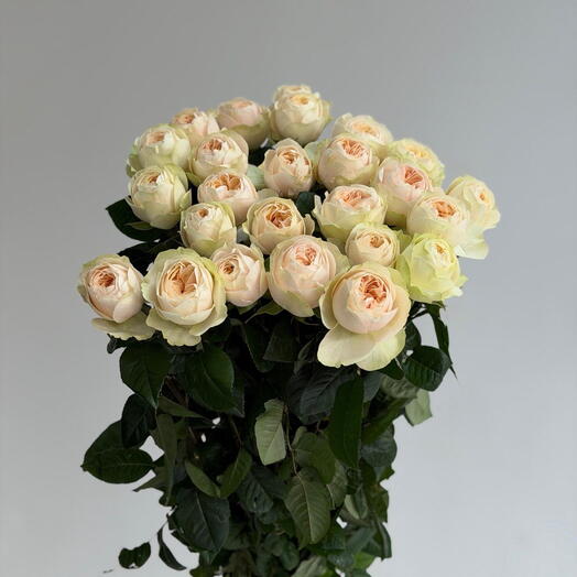 garden roses